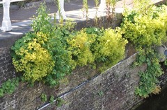 Alchemilla mollis