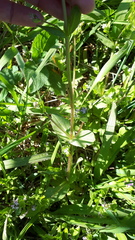 Plectritis congesta brachystemon