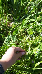 Plectritis congesta brachystemon