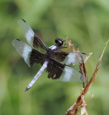 Widow Skimmer