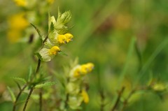 Rhinanthus serotinus