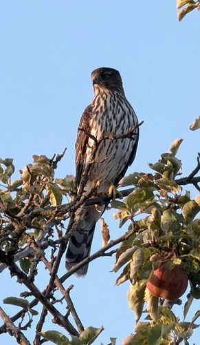 Cooper's Hawk