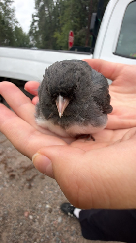 Dark-eyed Junco