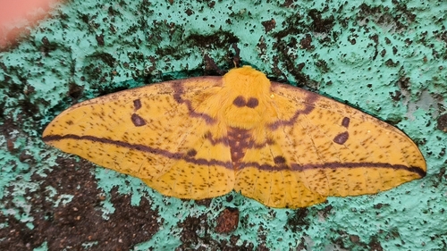 Oslar's Imperial Moth
