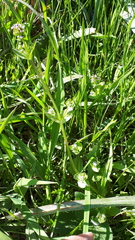 Plectritis congesta brachystemon