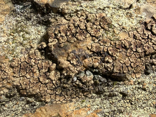 brown cobblestone lichen
