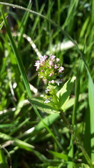 Plectritis congesta brachystemon