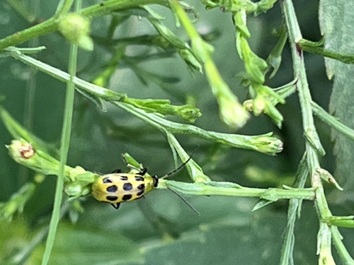 Spotted Cucumber Beetle