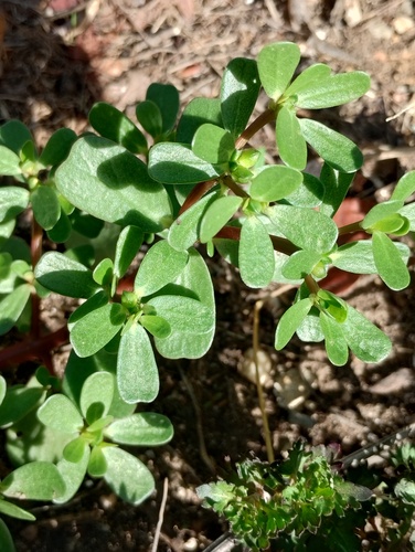 Common Purslane