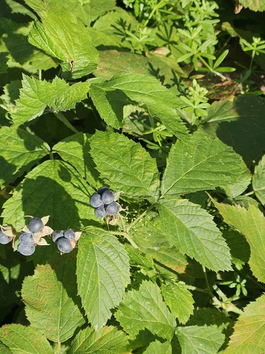 Наблюдение на iNaturalist