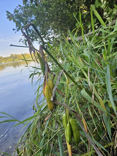 Наблюдение на iNaturalist