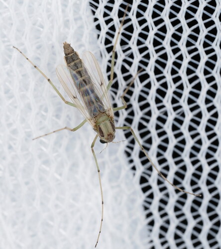 Chironomus
