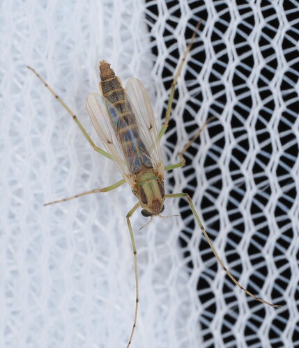 Chironomus