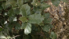 Quercus hypoxantha