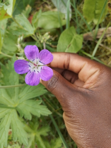wood crane's-bill