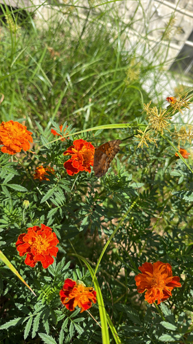 Variegated Fritillary