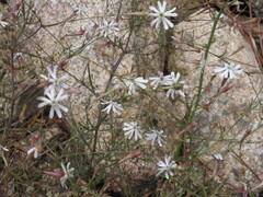 Silene portensis, photograph (c) zebedeugalinha, some rights reserved (CC BY)