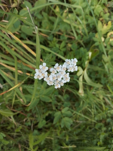 common yarrow