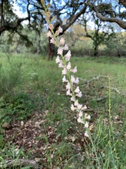 Linaria nivea