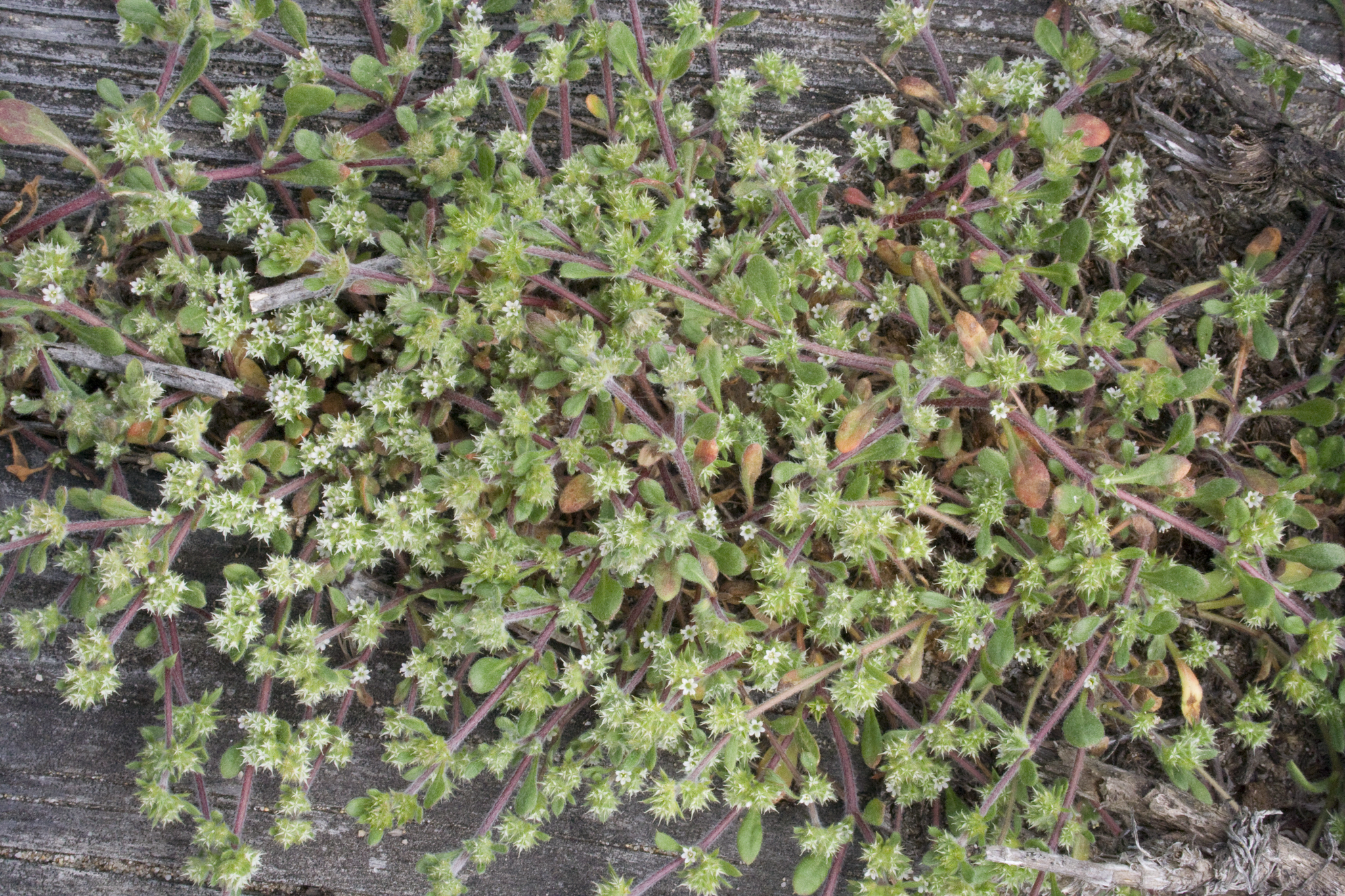 Chorizanthe pungens var. pungens