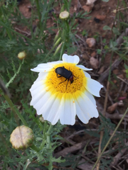 Heliotaurus ruficollis