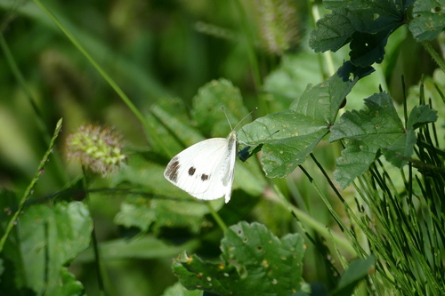 Small White