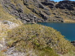 Dracophyllum pubescens
