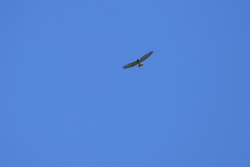 Short-toed Snake-Eagle