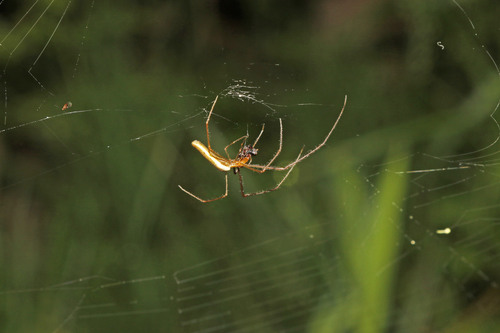 Silver Long-jawed Orbweaver