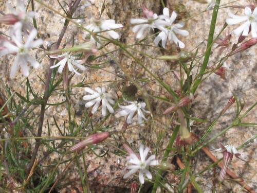 Silene portensis, photograph 1