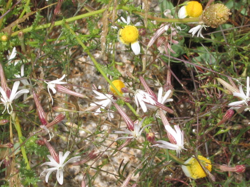 Silene portensis, photograph 2