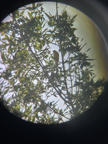 Western Tanager