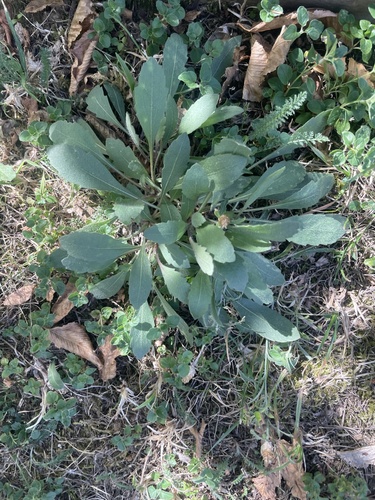 annual wall-rocket