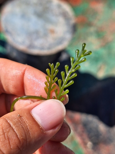 Caulerpa cylindracea