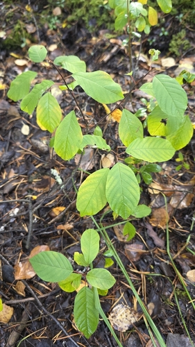 alder buckthorn