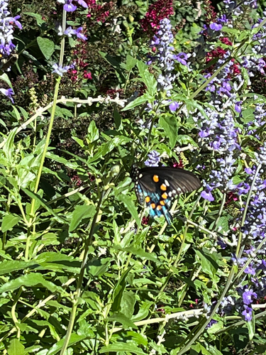 Pipevine Swallowtail
