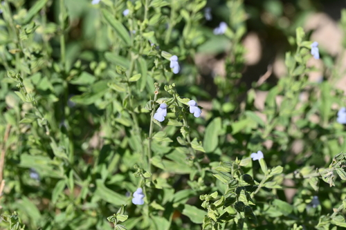 Salvia reflexa