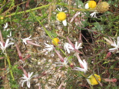 Chamaemelum fuscatum, photograph (c) zebedeugalinha, some rights reserved (CC BY)