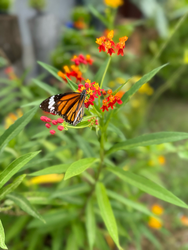 tropical milkweed