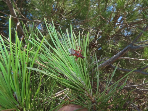 Rhynocoris iracundus