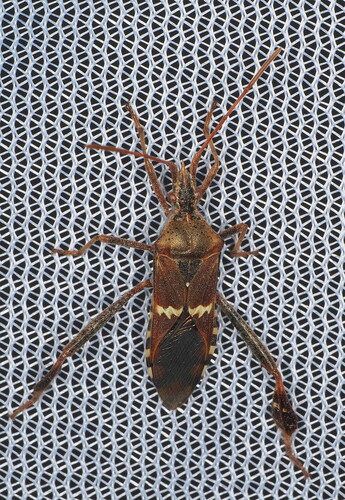 Western Leaf-footed Bug