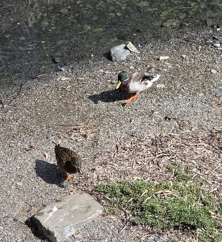 iNaturalist image