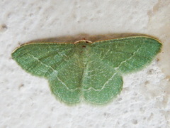 Phaiogramma etruscaria
