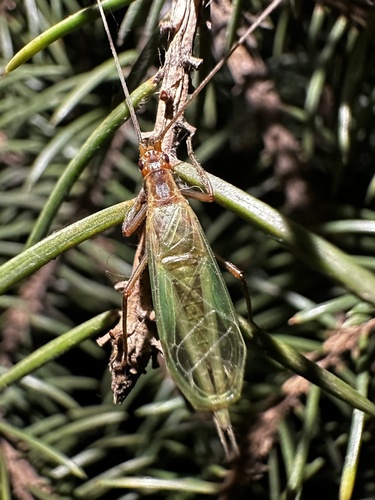 Pine Tree Cricket