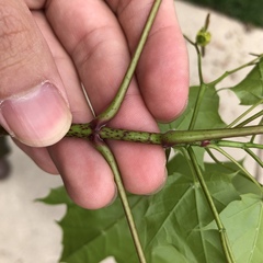 Acer