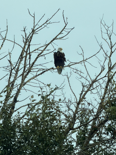 Bald Eagle