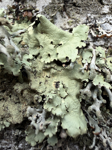 common greenshield lichen