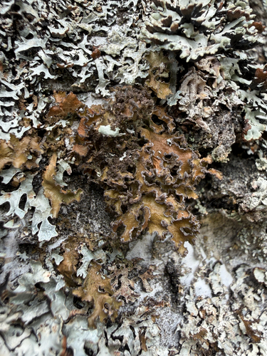Powdered Wrinkle Lichen