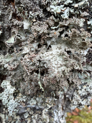 Varied Rag Lichen