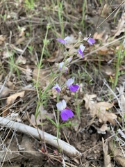 Collinsia linearis